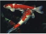 Check out the summer Pond fish deal!