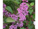 the fragrance of lilacs