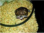Turtles are fun too.