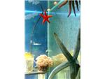 Star fish.