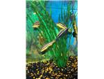 Cichlids!