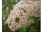 sweet and fragrant lilacs