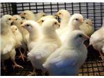 California Whites...just adorable!