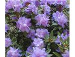 Rhododendrons are perfect for shady spots.