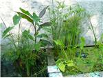 many varieties of plants