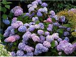 Endlessly blooming hydrangeas are spectacular!