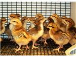 Speckled Sussex chicks