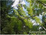 Dawn Redwood has fern-like foliage.