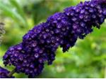 Black Knight Butterfly bush & others!