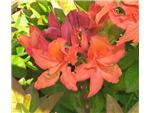 unusual orange azalea