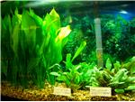 Many varieties of plants.