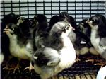 Black Australorp