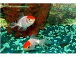 Brilliant goldfish.