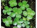 4-leaf water clover