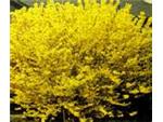 sunny forsythias
