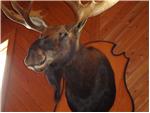 I'll have a Moosehead!