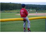 Little Fence Sitter