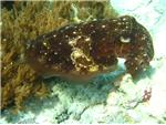 Cuttle Fish