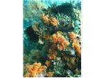 Coral Garden