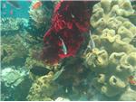 Coral Garden