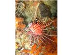 Lion Fish