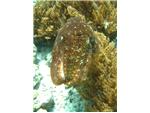 Cuttle Fish