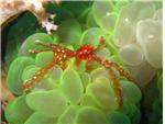 Orangatang Crab