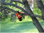 Visiting a feeder