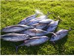 Newport Tuna