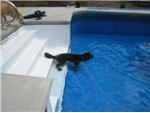 Can't wait for the pool to fill up!