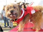 Pet Pictures with Santa