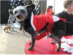 Pet Pictures with Santa