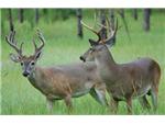 Florida Deer on Antlermax Feed