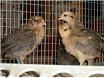 chick days
