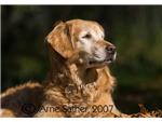 Sadie