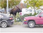 Moose spotted out front