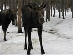 A Couple of Moose