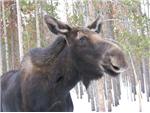 A Moose