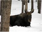 A moose enjoying the snow!!